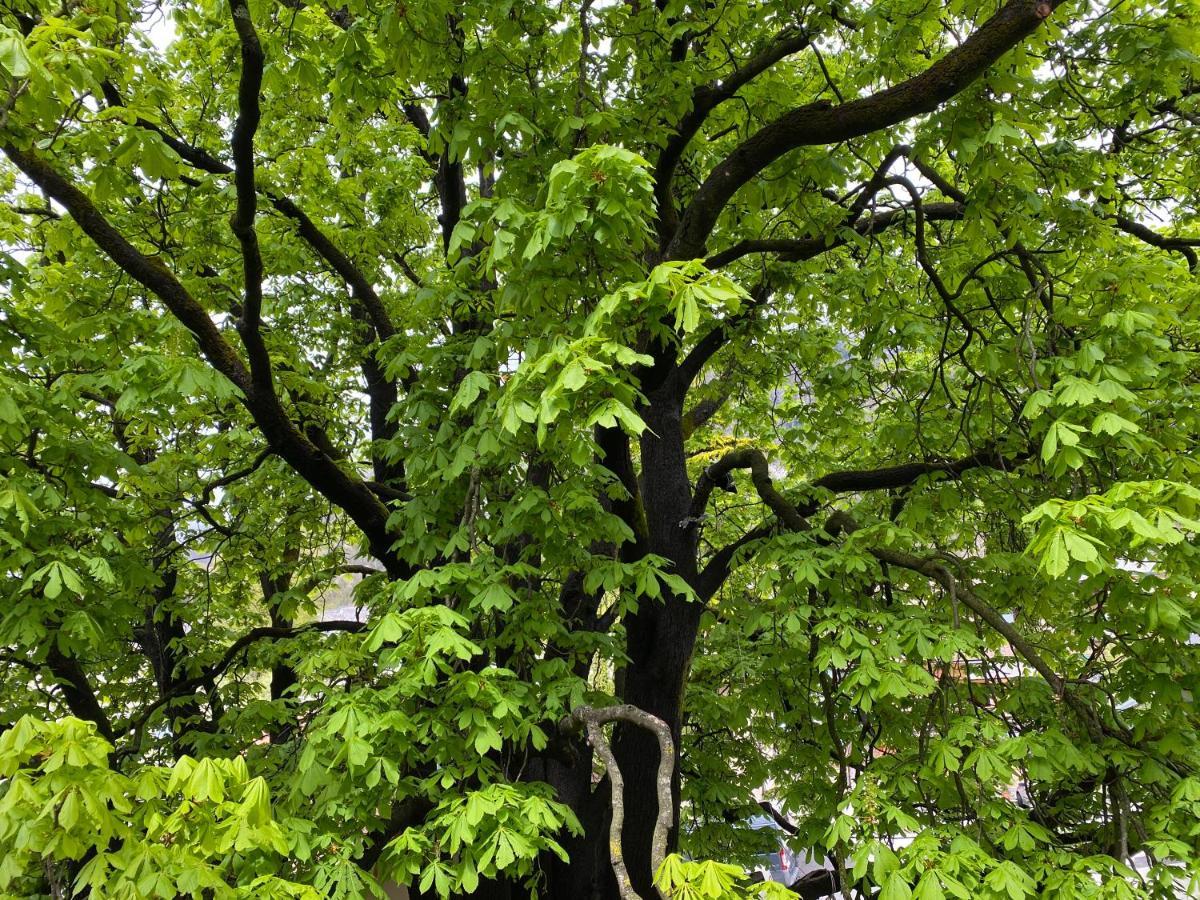 Green Corner Of Bovec - Apartment Bovec Exteriér fotografie